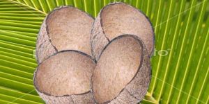 Coconut Shell
