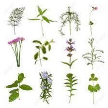 Herbal Plants