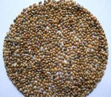 Millet Seeds