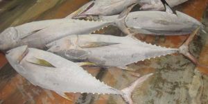 Frozen Yellow Fin Tuna