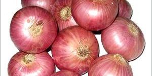 Onion