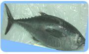 Big Eye Tuna Fish