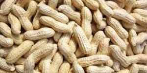 Shelled Peanuts