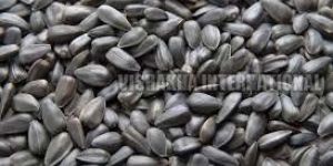 Black Sunflower Seeds