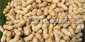 Groundnut Shell