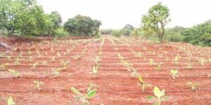 Tissue Culture Banana Plants