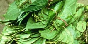 Fresh Betel Leaves