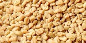 Fenugreek Seeds