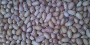 Raw Peanut Kernels