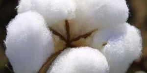 Raw Cotton