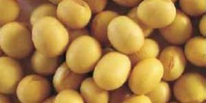 Soya Beans