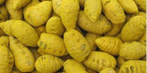 Turmeric Bulb