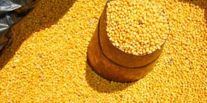 Yellow Mustard Seeds