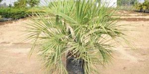 Butia Capitata