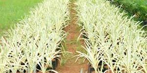 Hymenocallis Littoralis