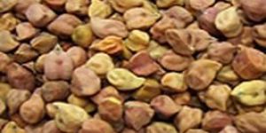 Chick Peas