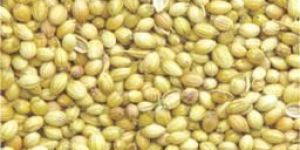 Coriander Seed