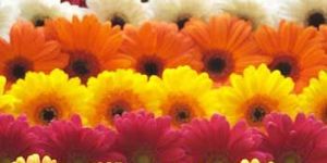 Fresh Gerbera Daisies