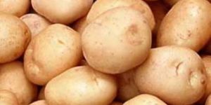 Potato