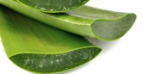 Aloe Vera Extract