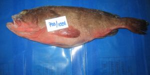 Ree Fcod Fish, Grouper Fish