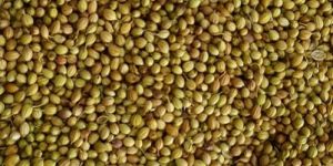 FB Coriander Seeds