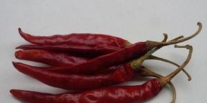 Guntur Dried Red Chilli