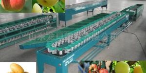 Fruit Sorting Machine