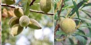 Kashmiri Almonds