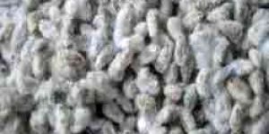 Cotton Seeds