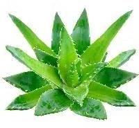 Aloe Vera Leaf