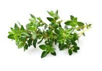 Thyme Leaves