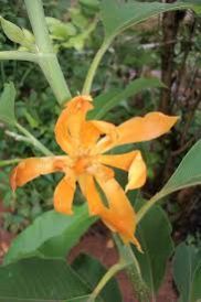 Shenbagapoo Handmade Herbal Perfume