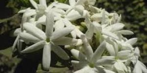 Thazhmabhu (Kewda) Handmade Herbal Perfume