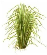 Vettiver Perfume Oil