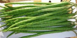 Fresh Drumsticks