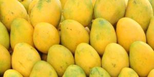 Fresh Mangoes
