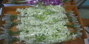 White Dendrobium Orchids