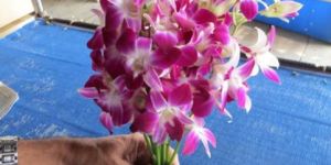 Fresh Cut Orchid Flower