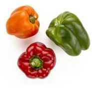 Capsicum