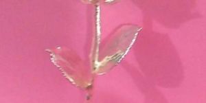Silver Dipped Rose