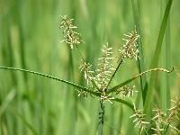 Cyperus Rotundus