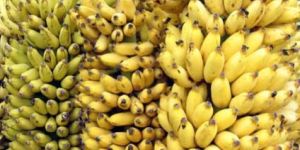 Fresh Bananas