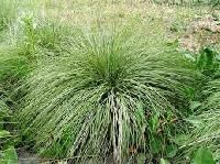 Broom Grass