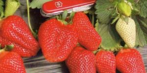 Rania Strawberry Plant