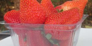 STRAWEBRRY FRESH FRUITS