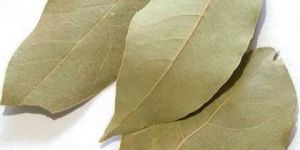 Bay Leaf