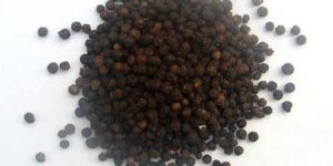 Black Pepper Seeds