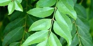 Curry Leaf