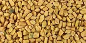 Fenugreek Seeds